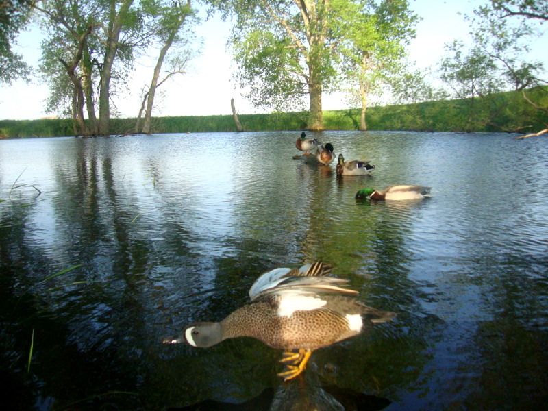 SW Minnesota duck trail pics 06052011 Puddler Duck Hunting